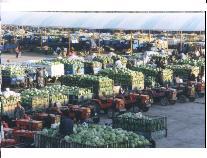 巴彥淖爾四季青 塞上糧倉的農(nóng)副產(chǎn)品集散樞紐