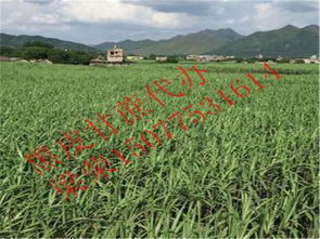 博白縣三灘鎮(zhèn)榮生農(nóng)副產(chǎn)品購銷部詳情介紹